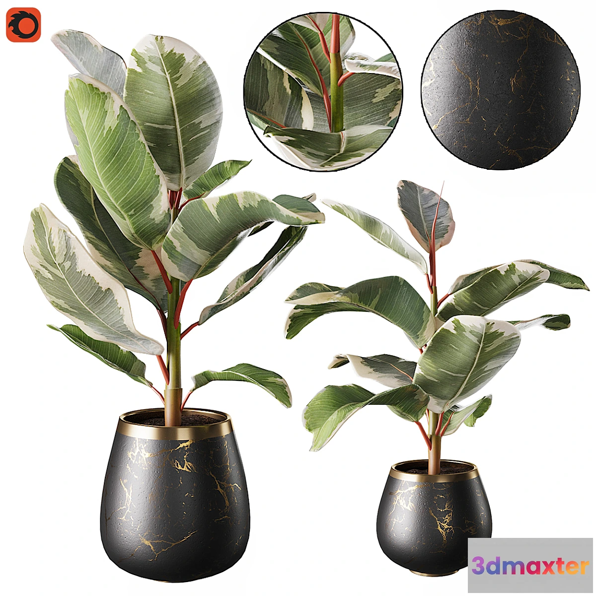 572764 - Set of plants ficus rubbery