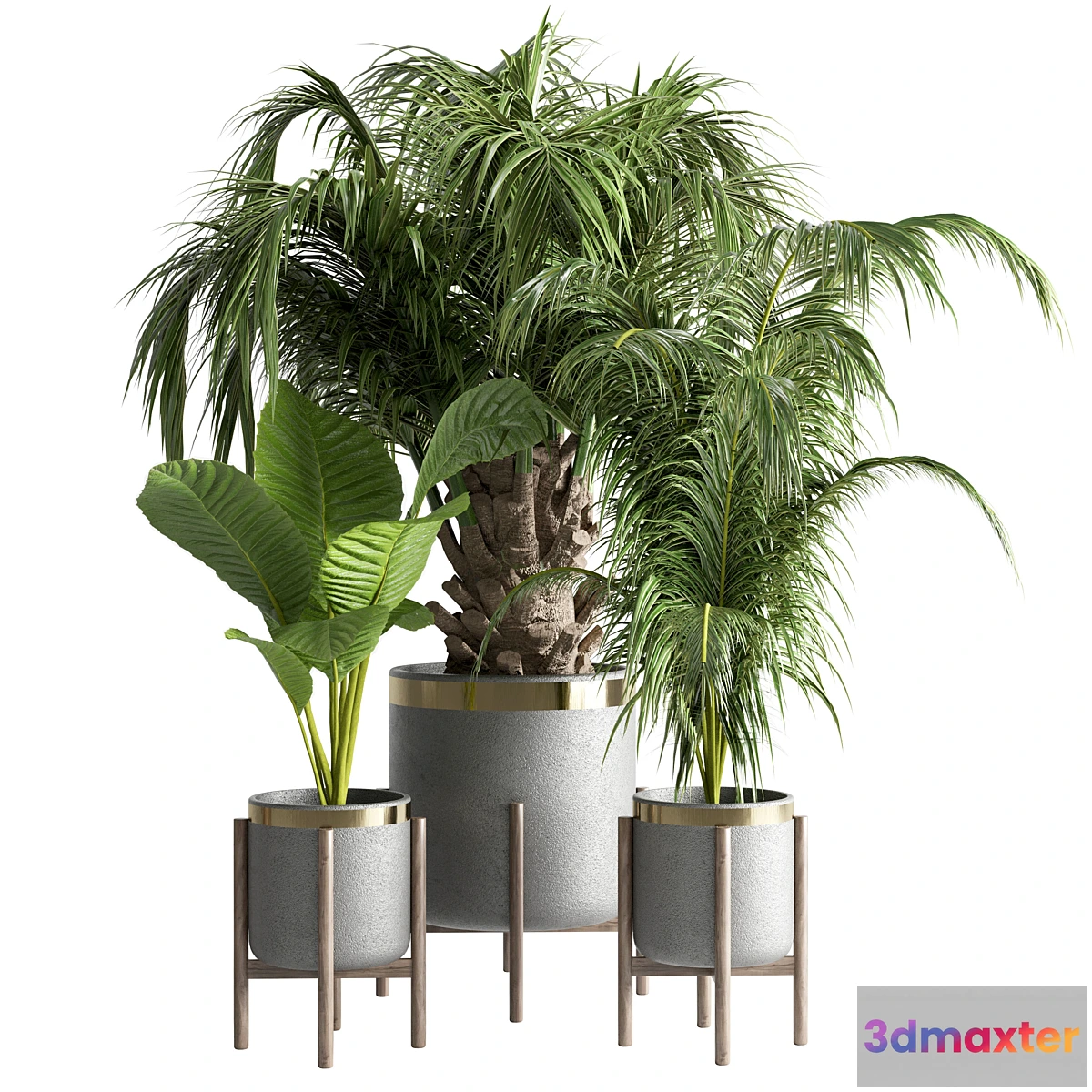 572768 - indoor plant 13