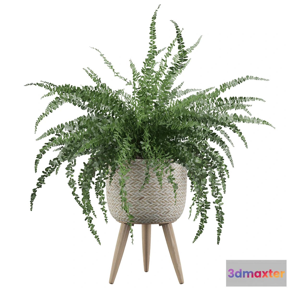 572774 - Plants collection 007 - Fern indoor 01