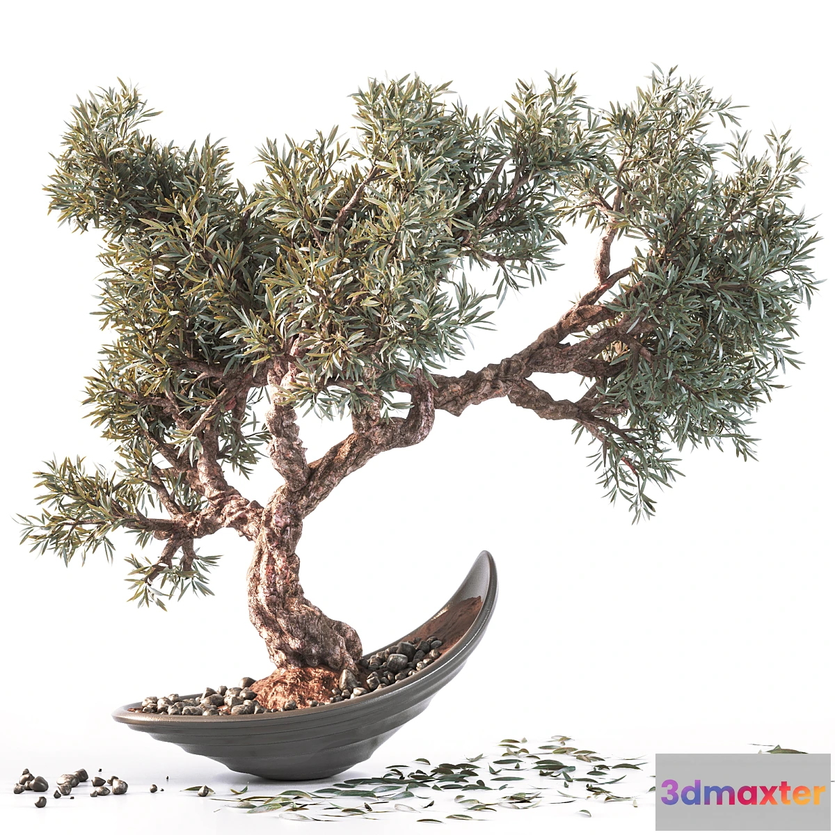 572818 - Household olive plant