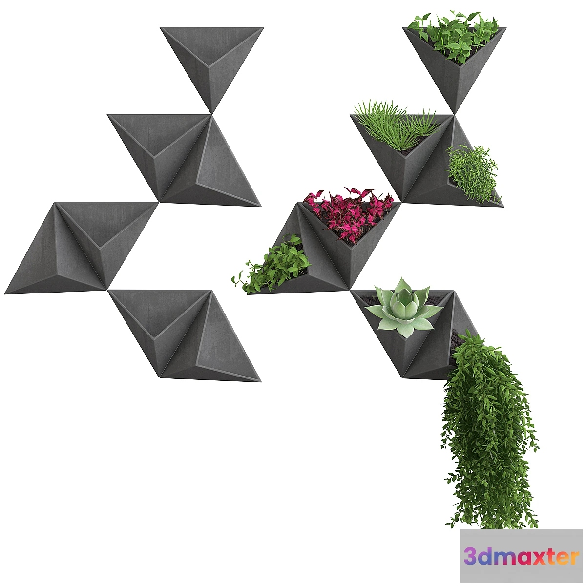 572822 - Wall flowers