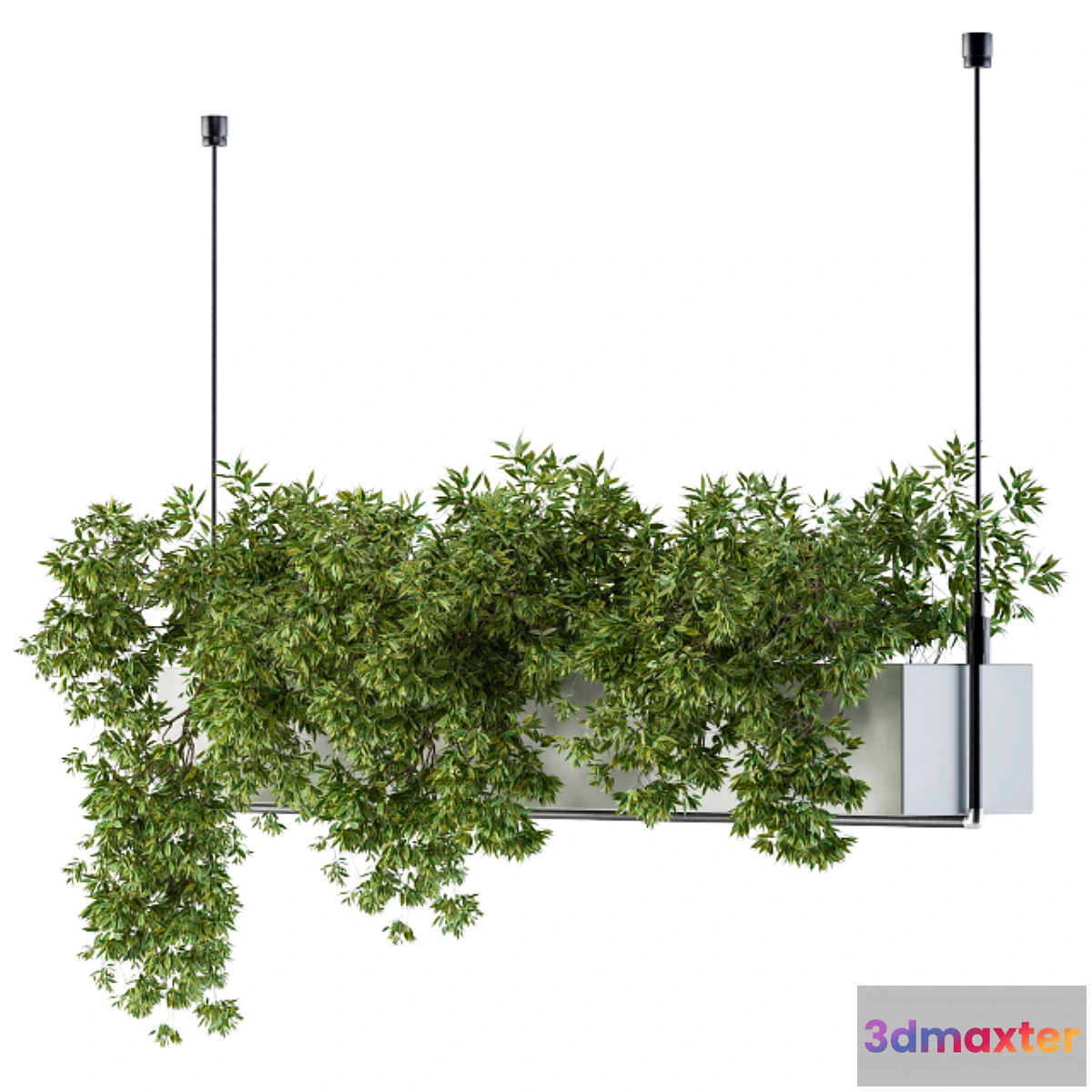 572836 - Hanging box plant