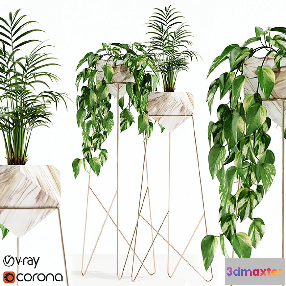 572936 - Plants collection 140 Jade