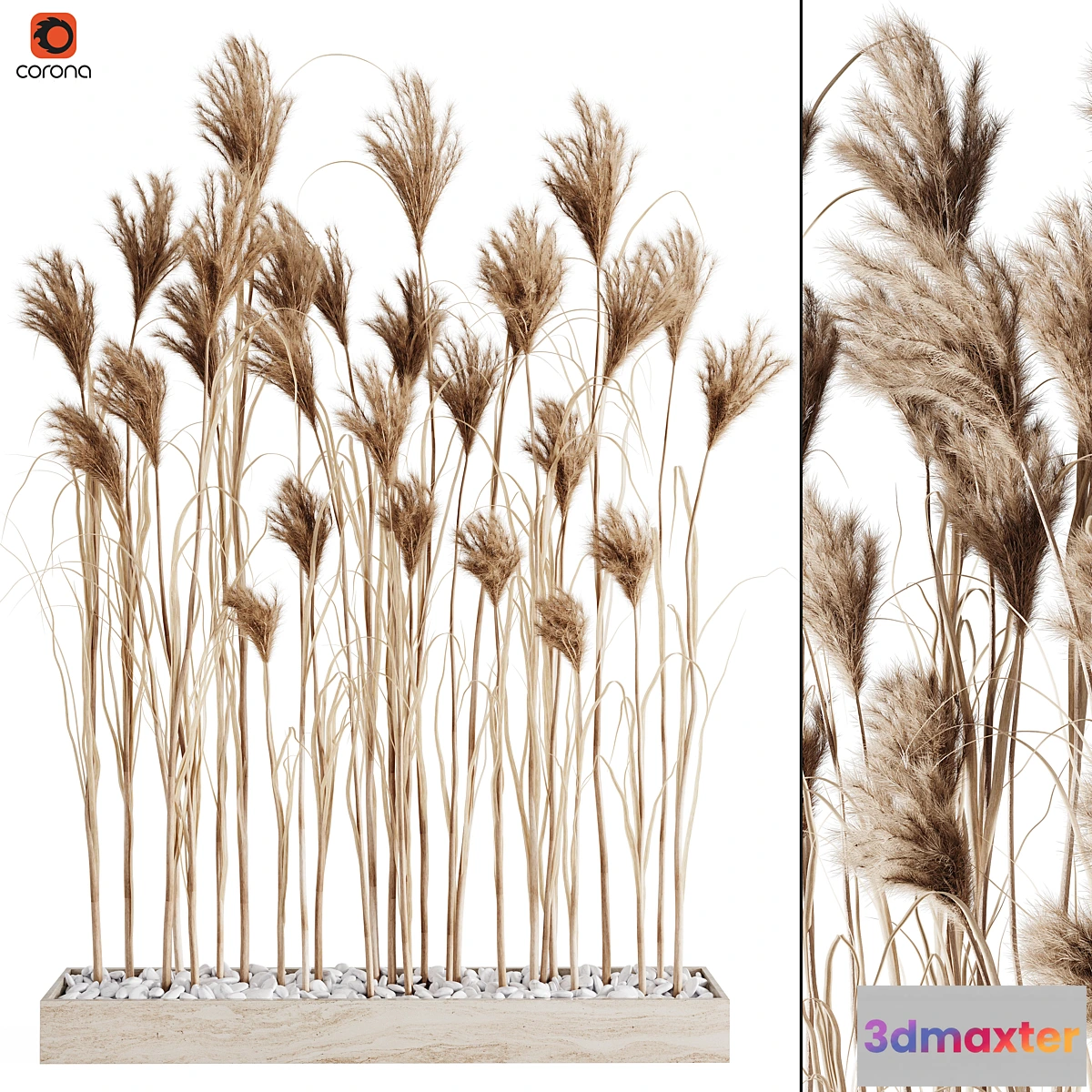 572948 - A bunch of Pampas 7