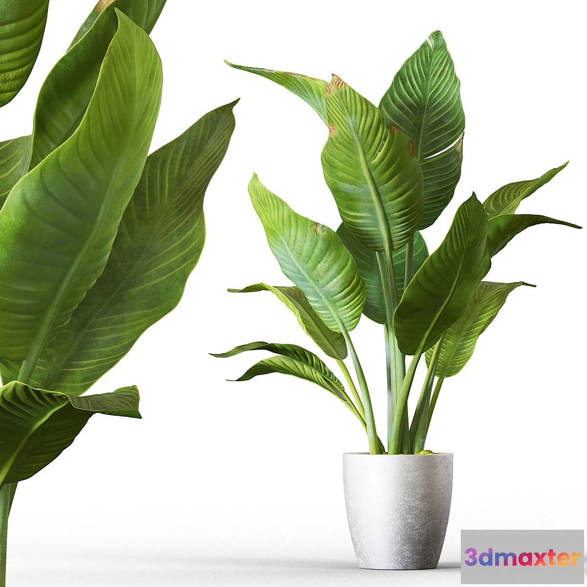 573052 - Banana palm