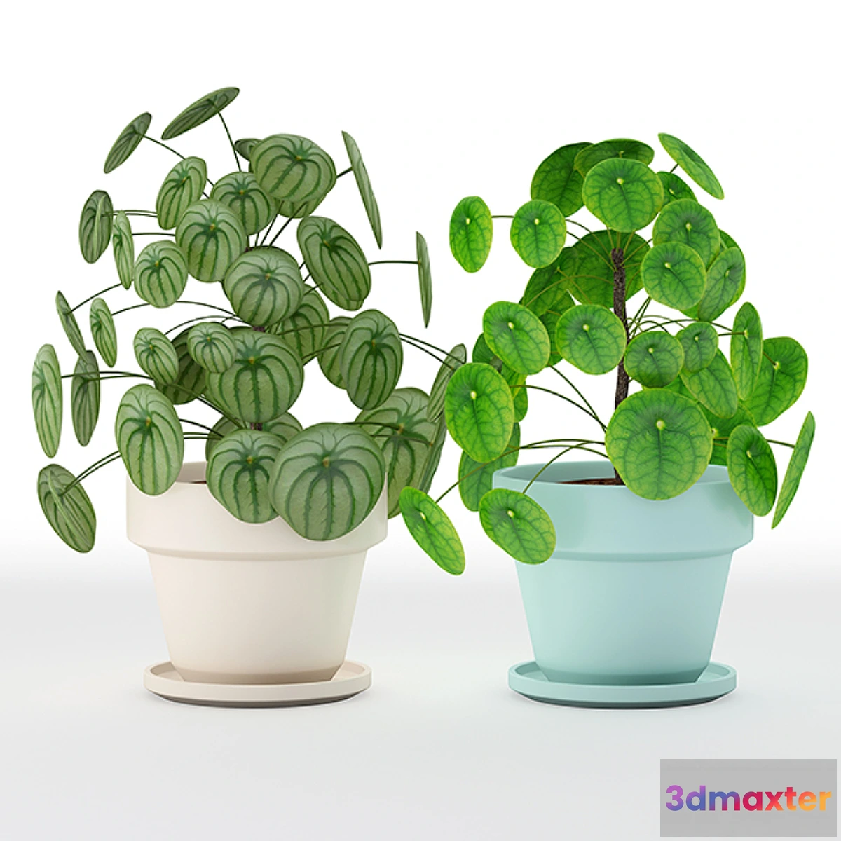 573180 - Pilea perperomioides