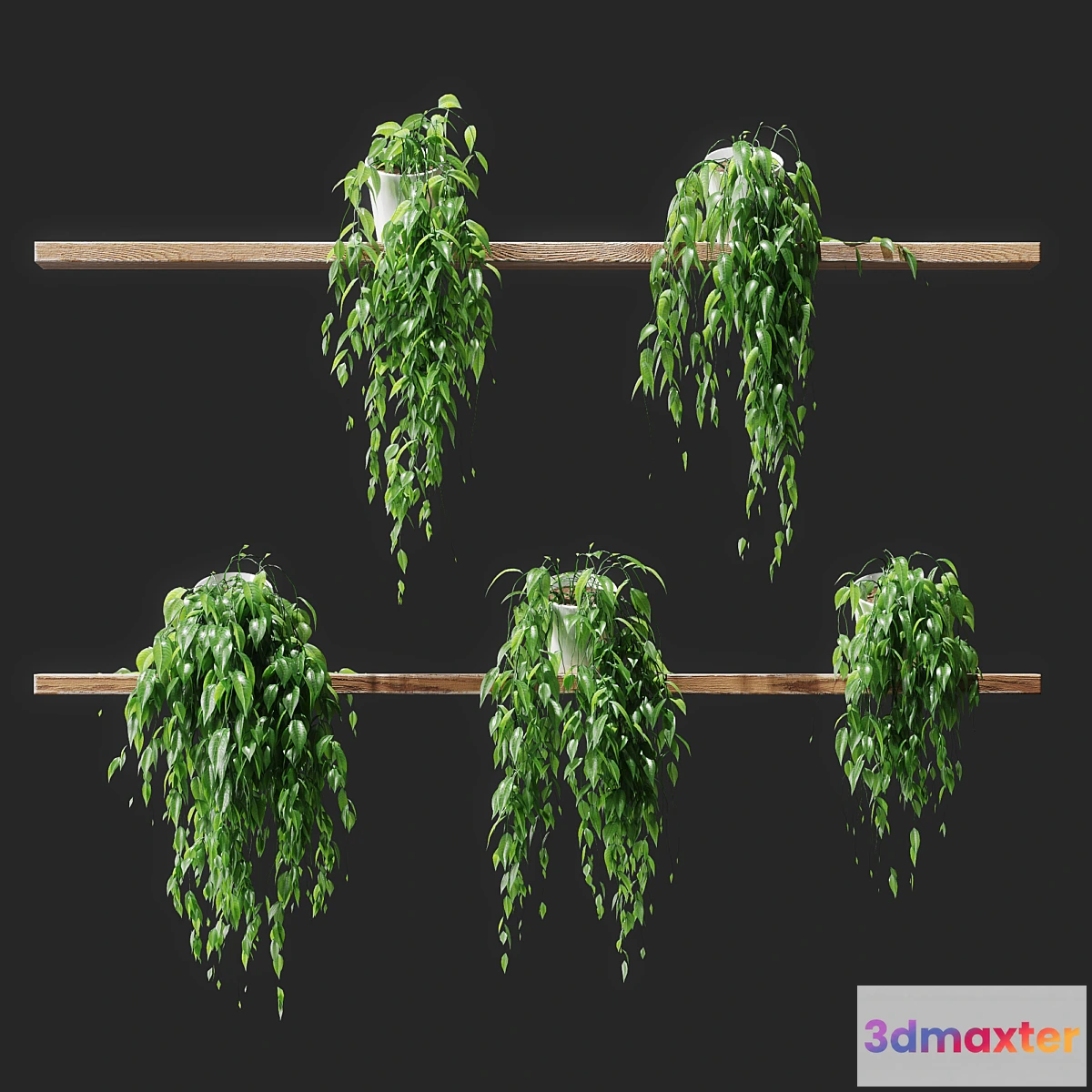 573186 - Potted plants on shelves