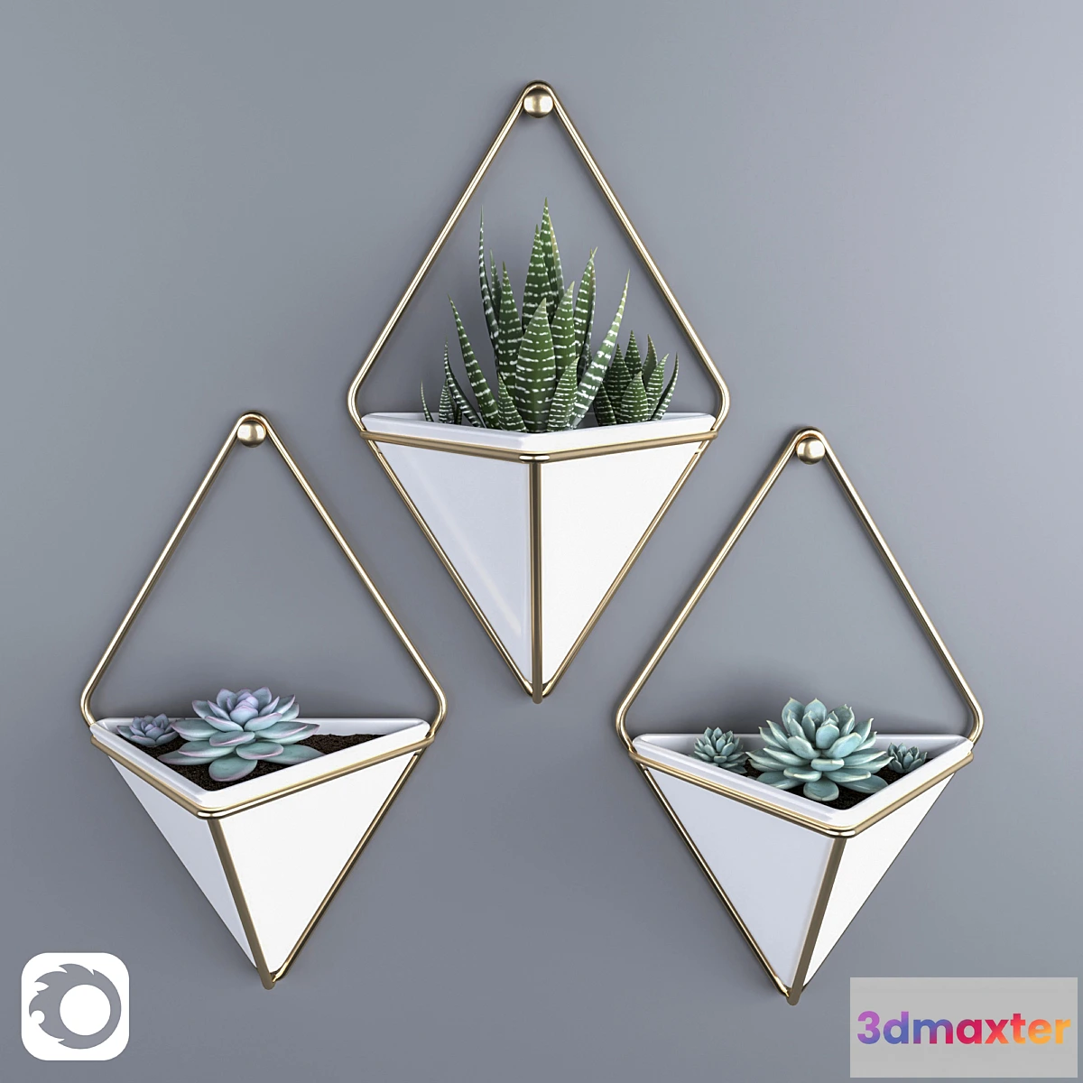 573192 - Succulents in hanging pots Umbra trigg