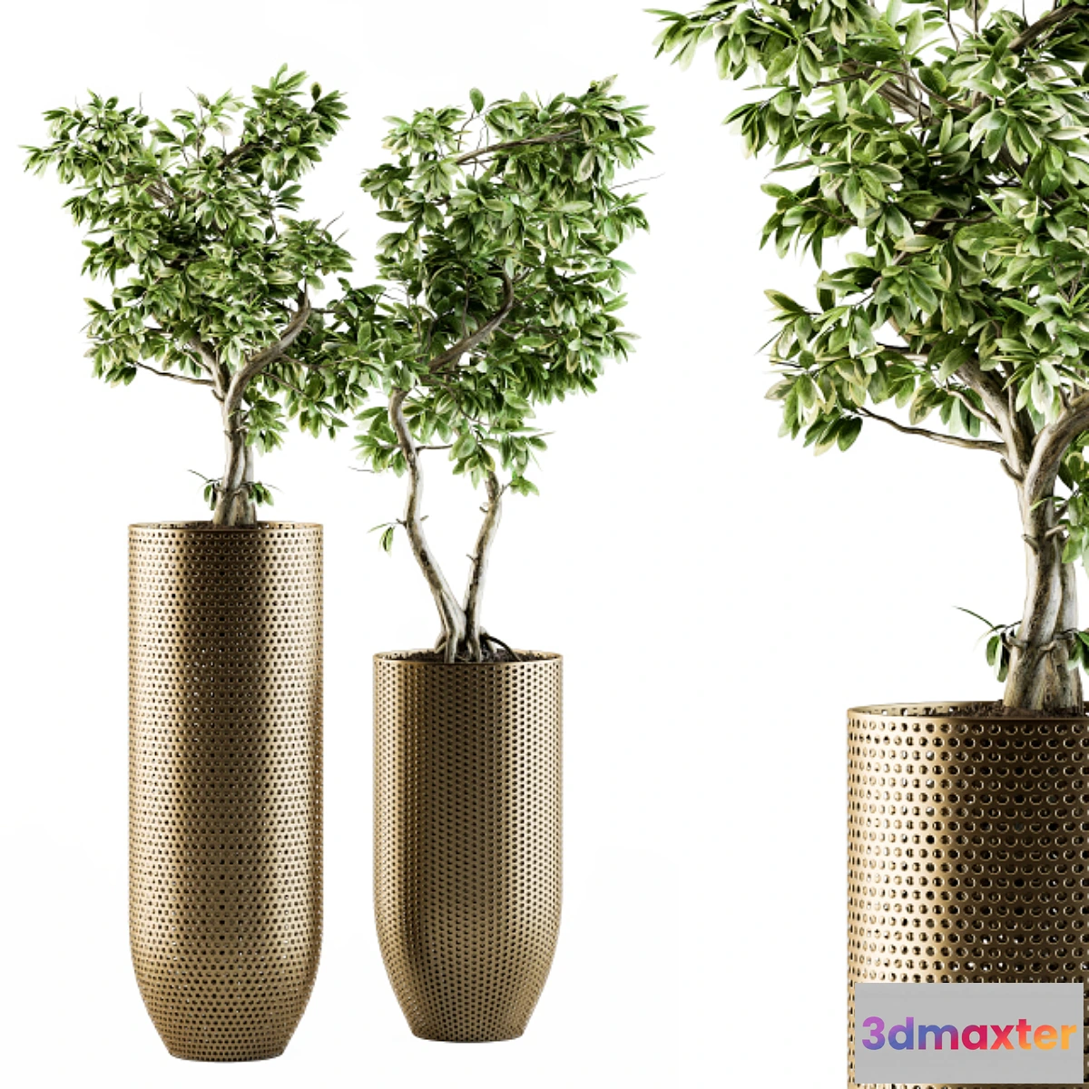 573228 - indoor Plant Set 91 - bonsai ficus benjamina