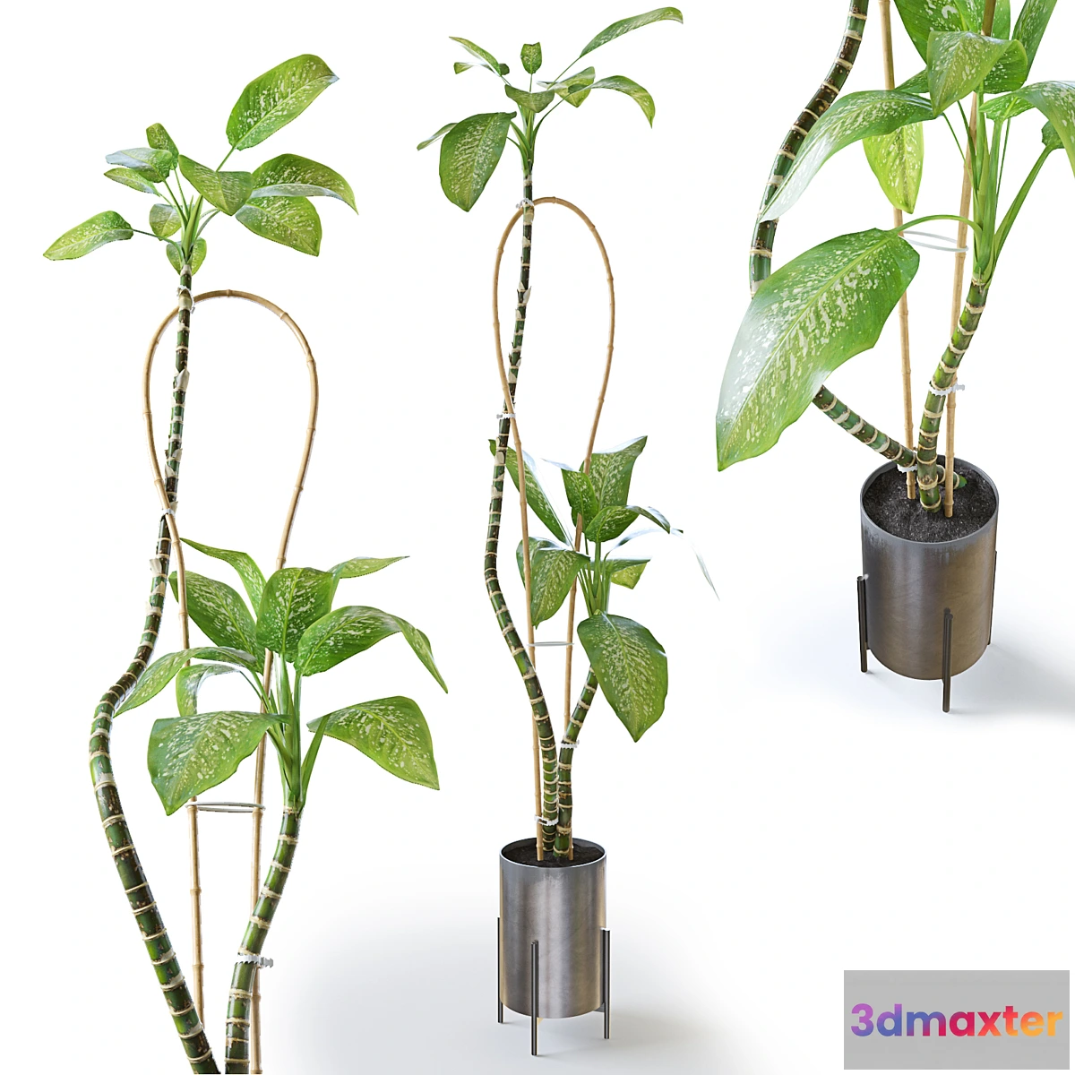 581588 - Dieffenbachia Green