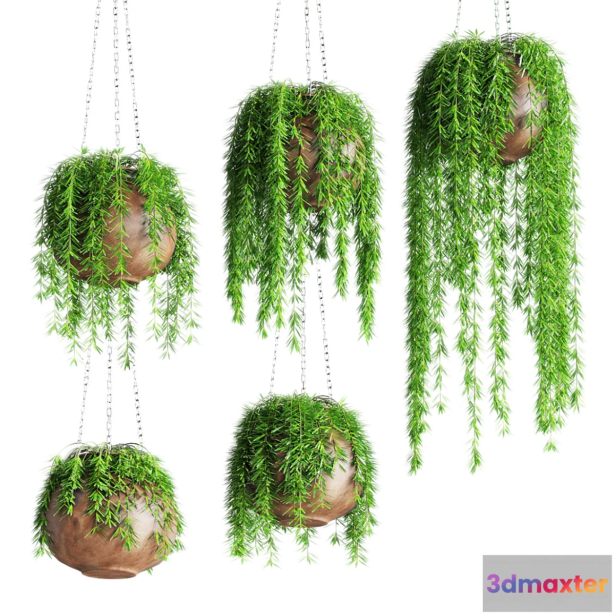 581602 - Hanging plants in pots