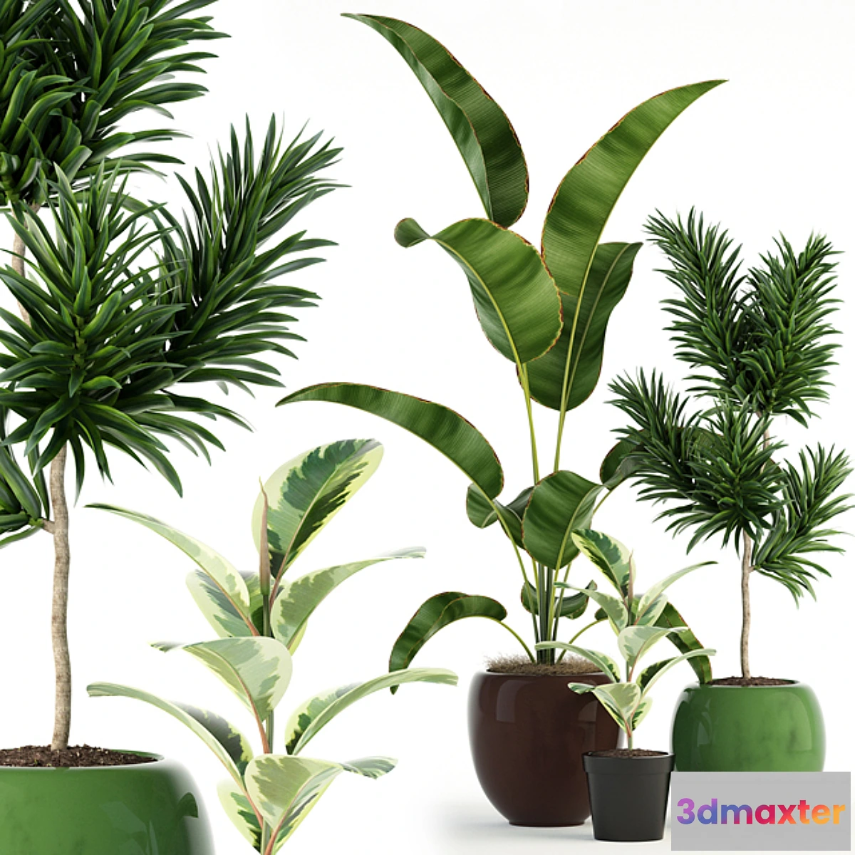 581628 - Plants collection 85