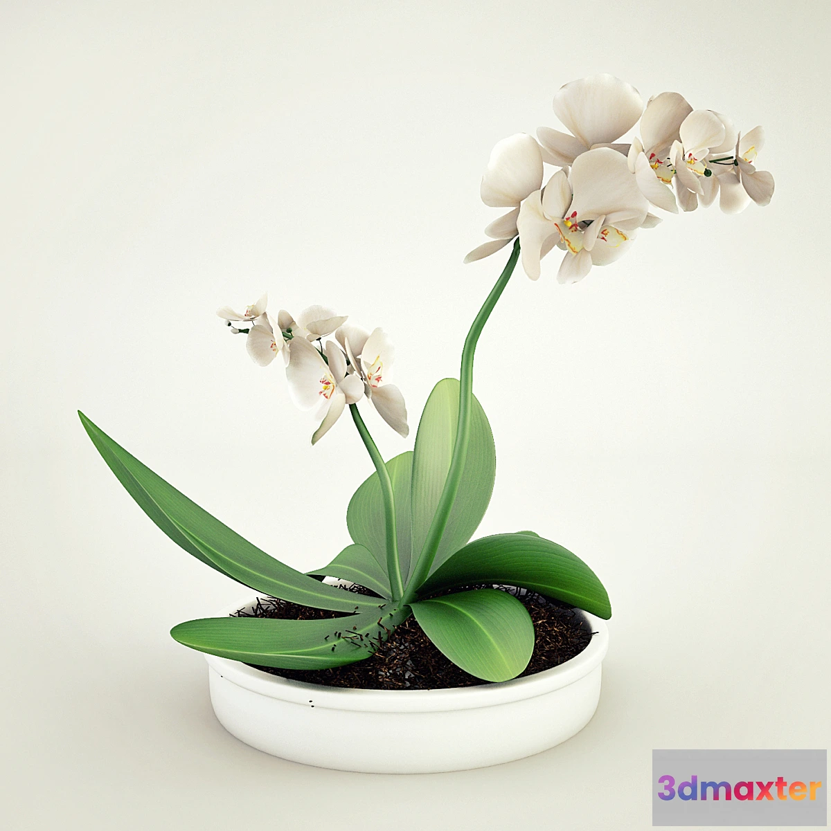 581688 - Orchid - No.3