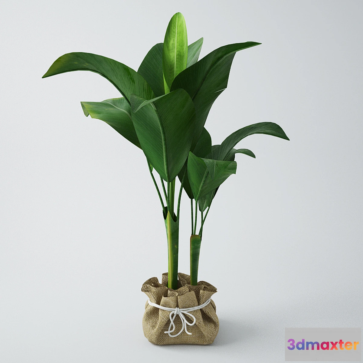 581720 - Seedling of bananas