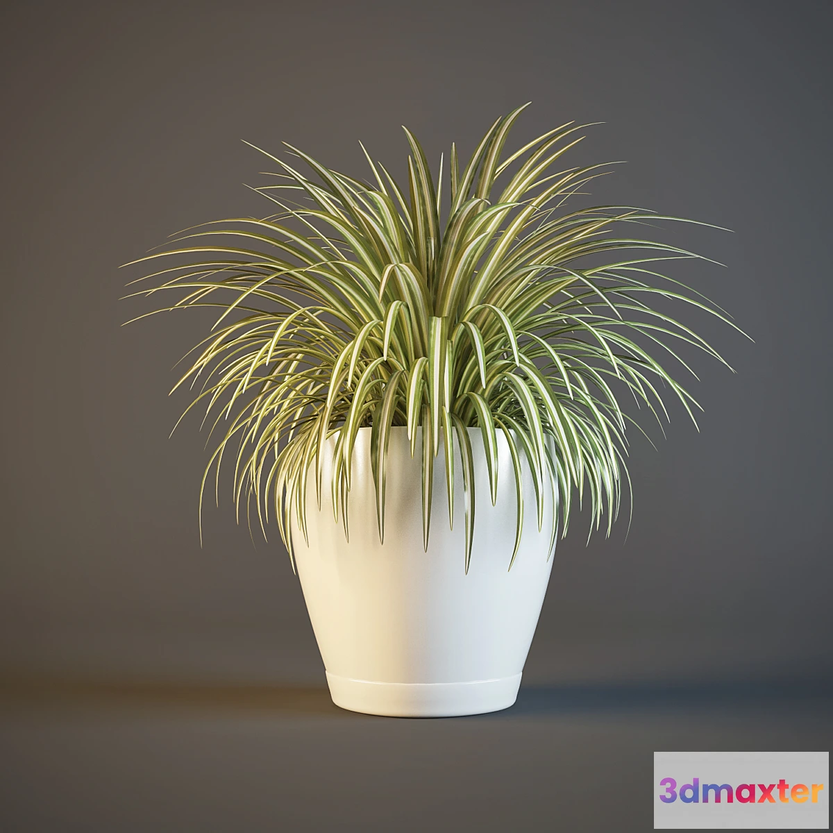 581834 - pot Chlorophytum