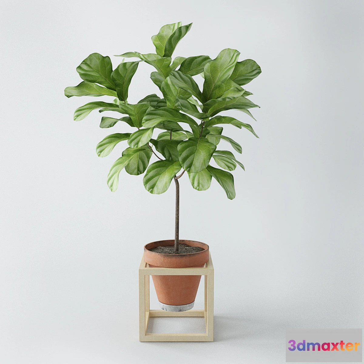 581888 - Ficus lyrata _ ficus lyrata