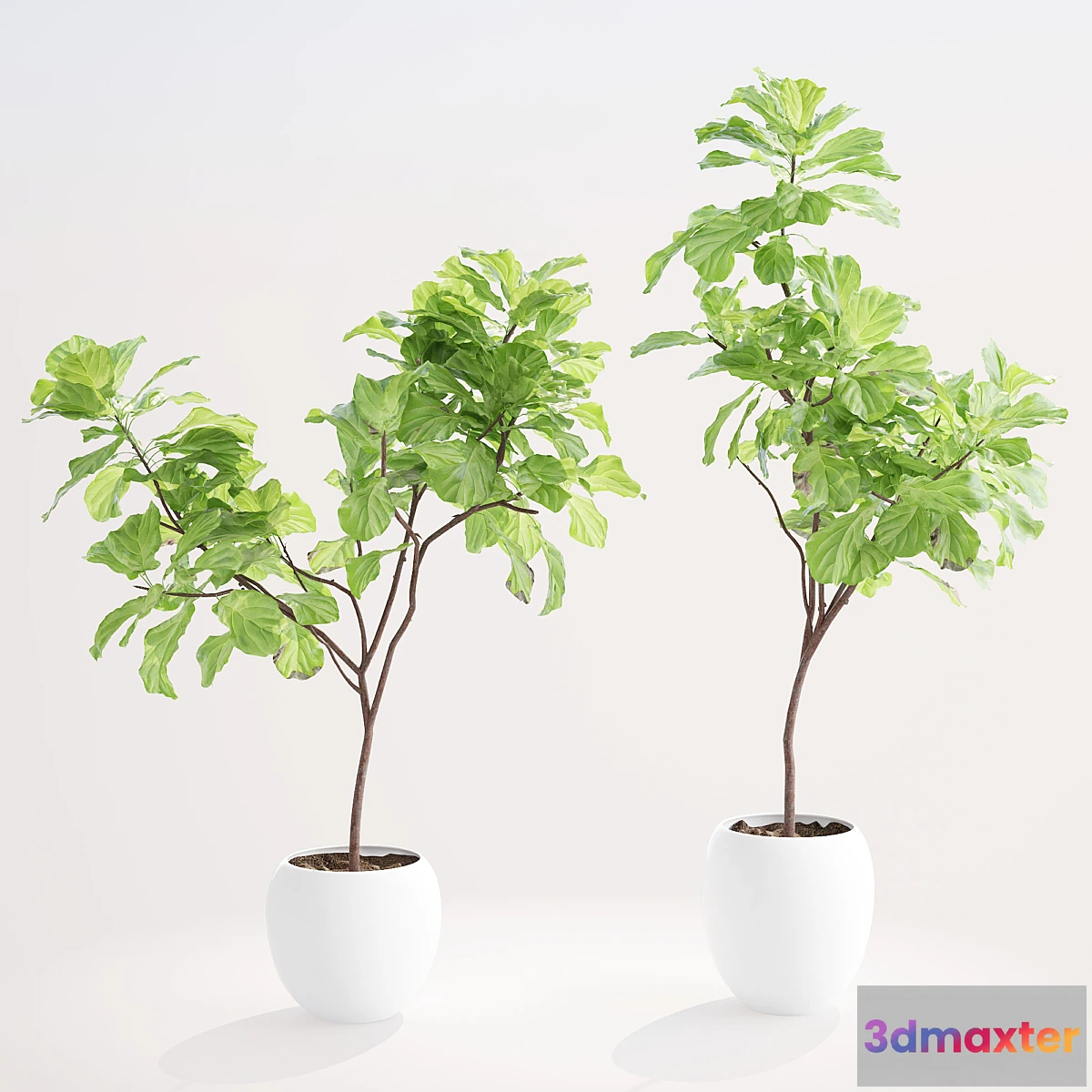 581898 - Ficus lyre 1