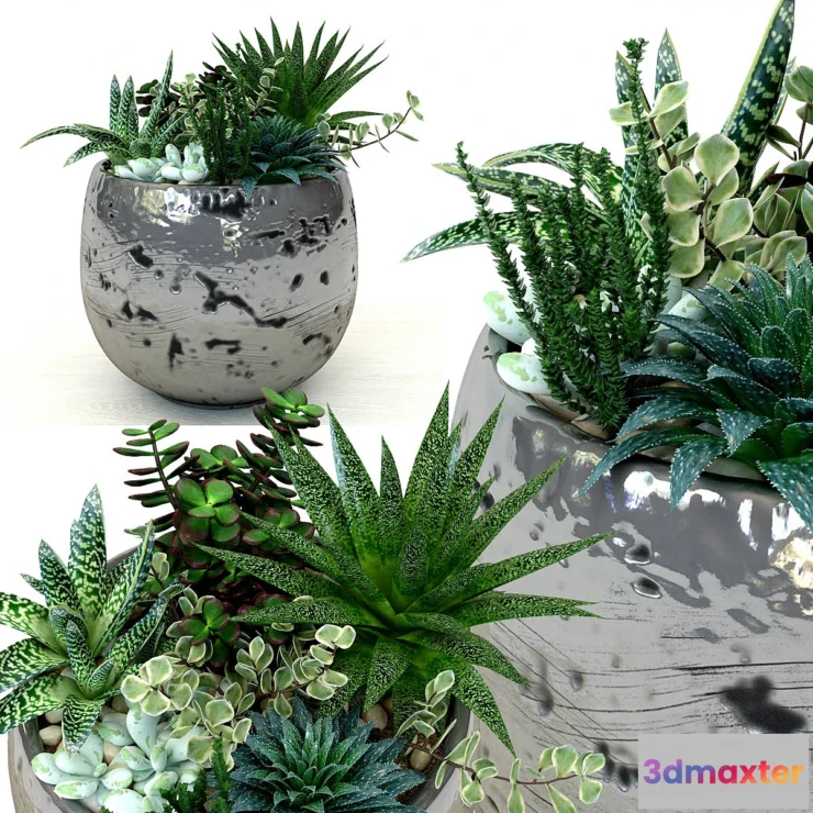 581922 - Pots with plants succulents
