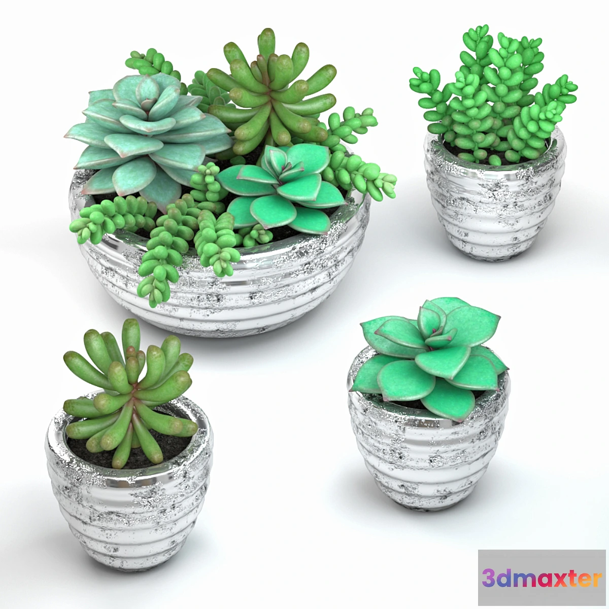 581944 - Succulents - No.2