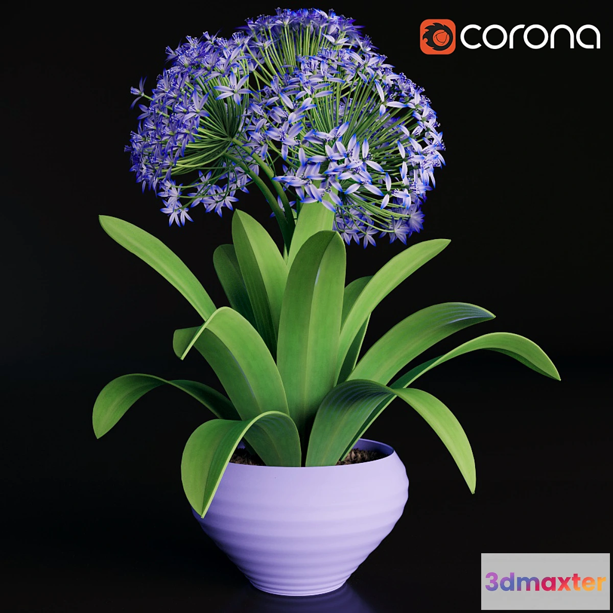 581986 - Scilla peruviana