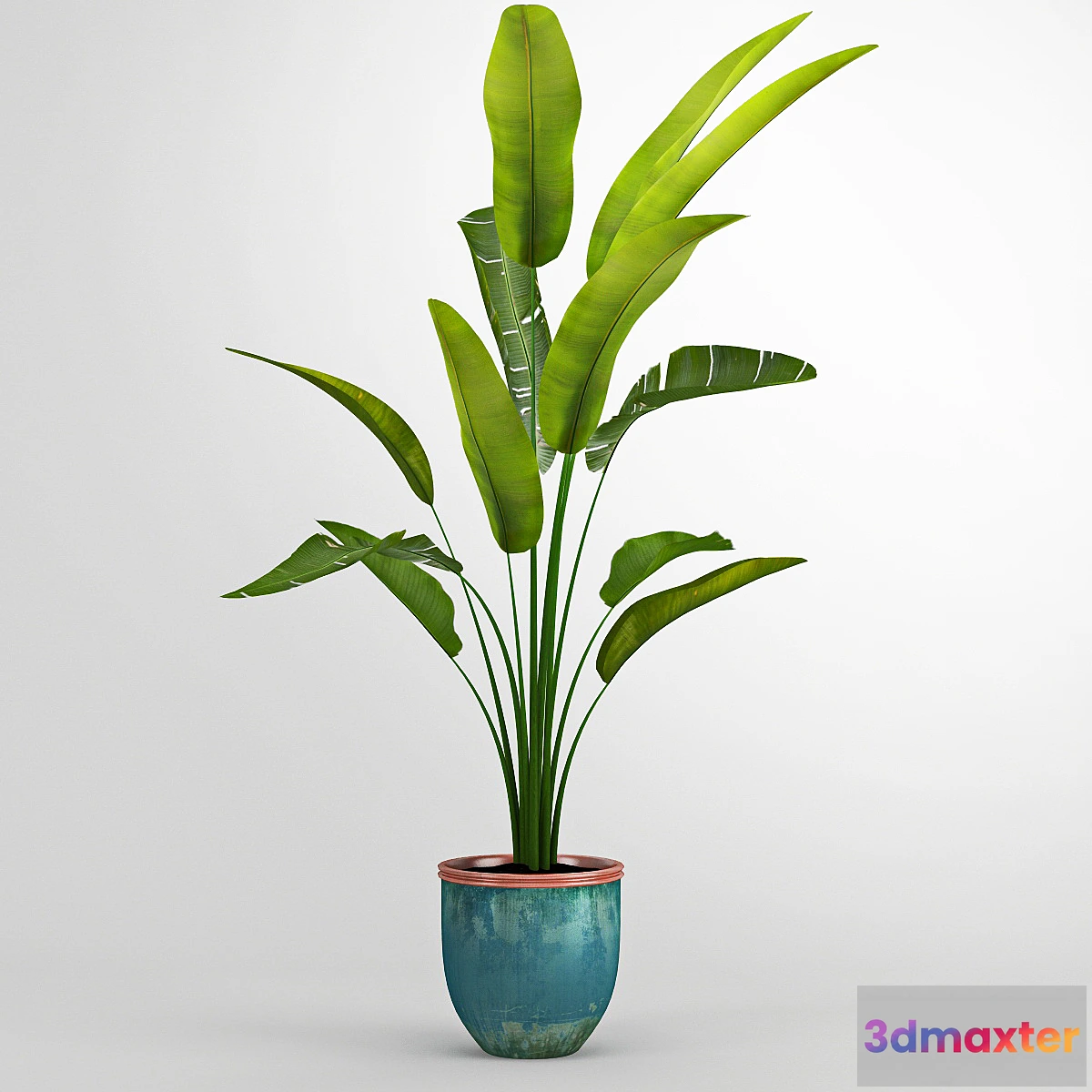 581988 - Banana trees