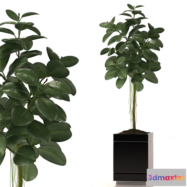 581990 - RUBBER PLANTS 22