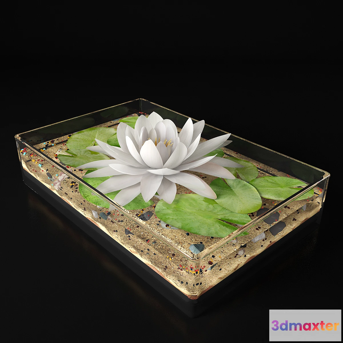 582000 - Water lily - No.2