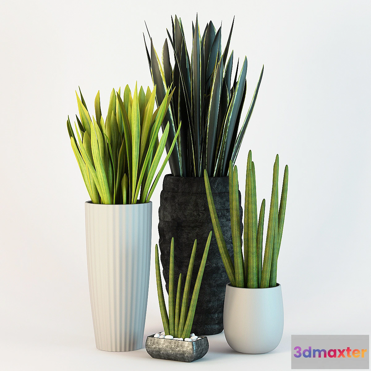 582052 - Sansevieriya.