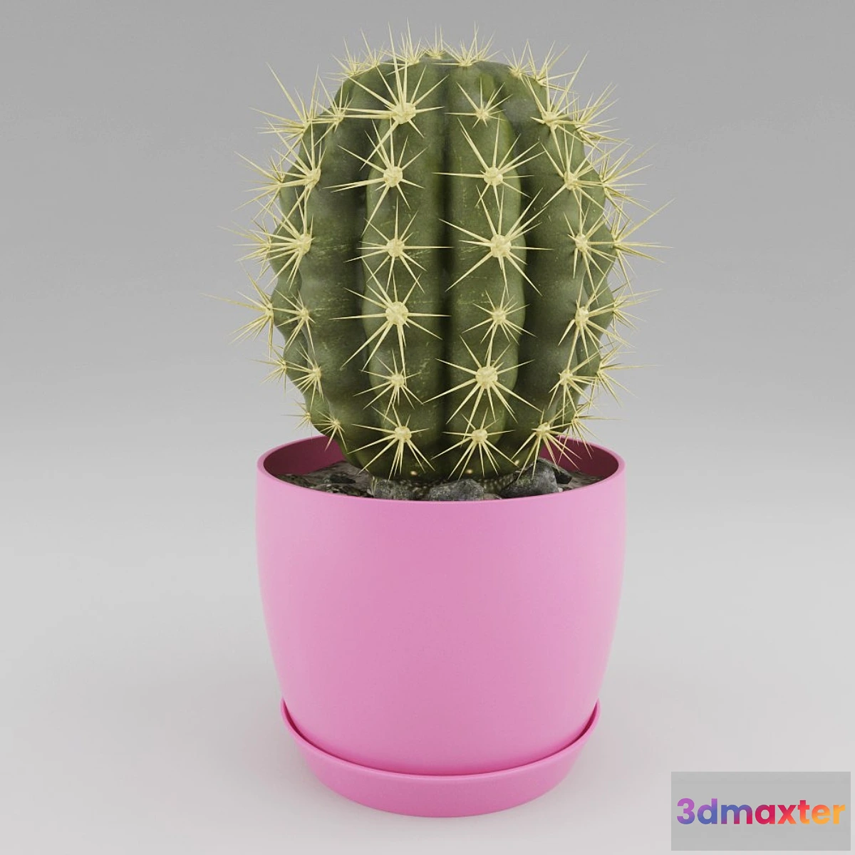 582142 - Cactus - No.4