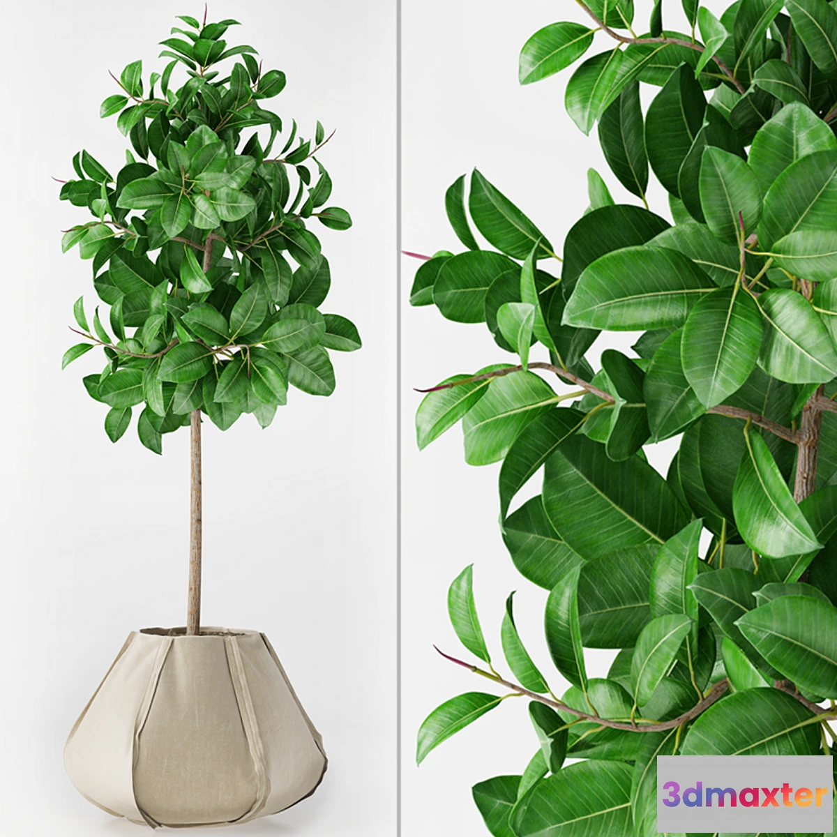 582232 - Ficus Elastica