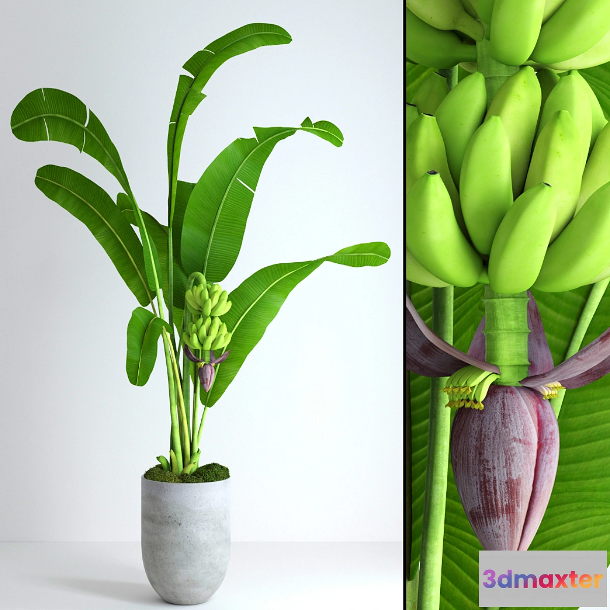 582264 - Banana tree with moss