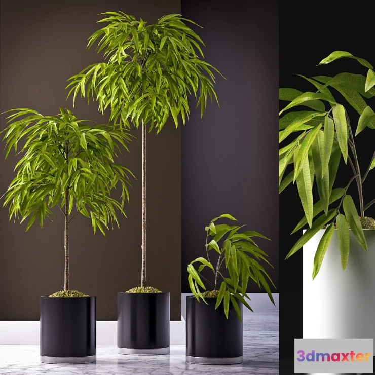 582280 - FICUS ALII PLANT 64