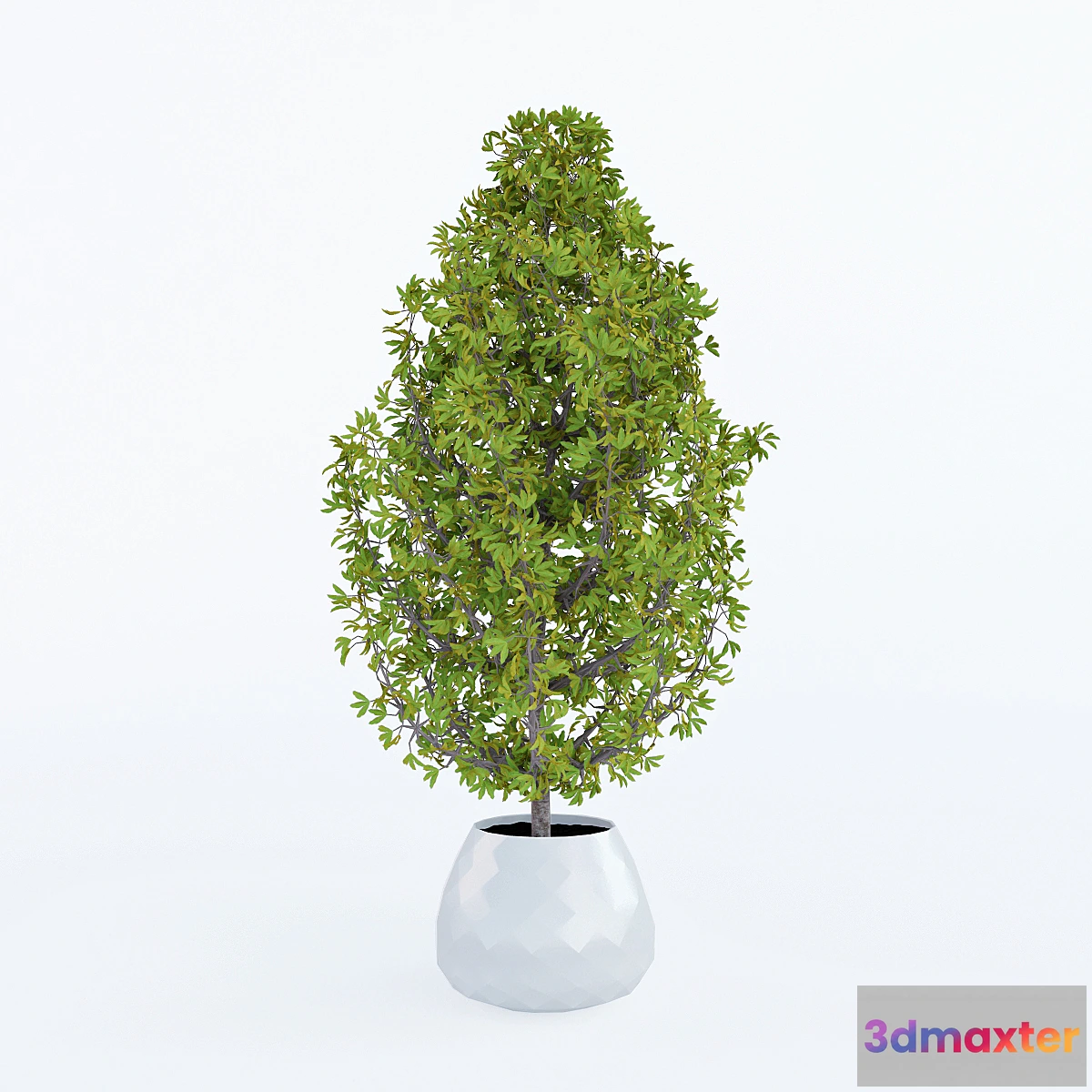 582284 - Decorative home plant in a pot