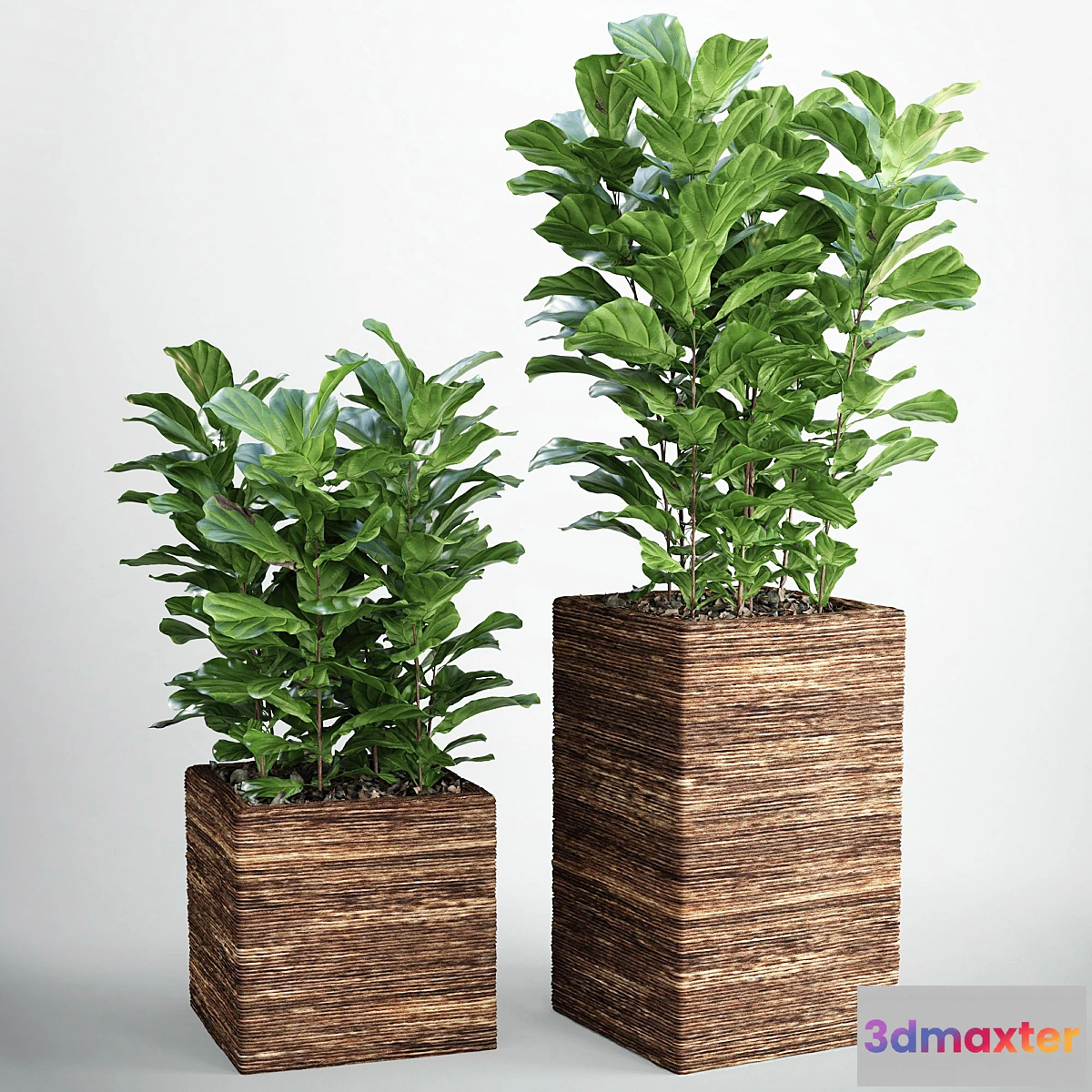 582320 - Ficus lyrata 3