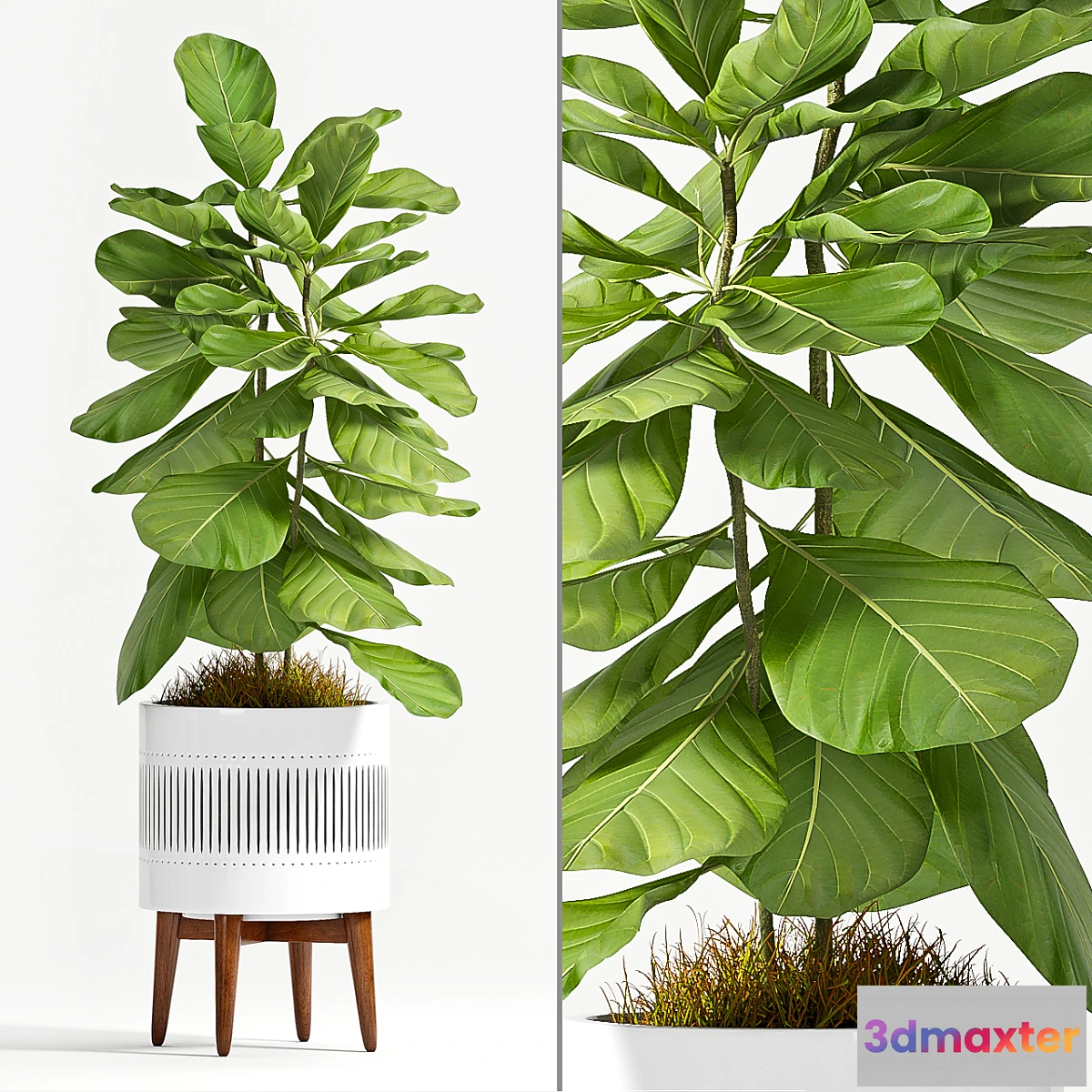 582334 - Ficus Lyrata (Plant 56)