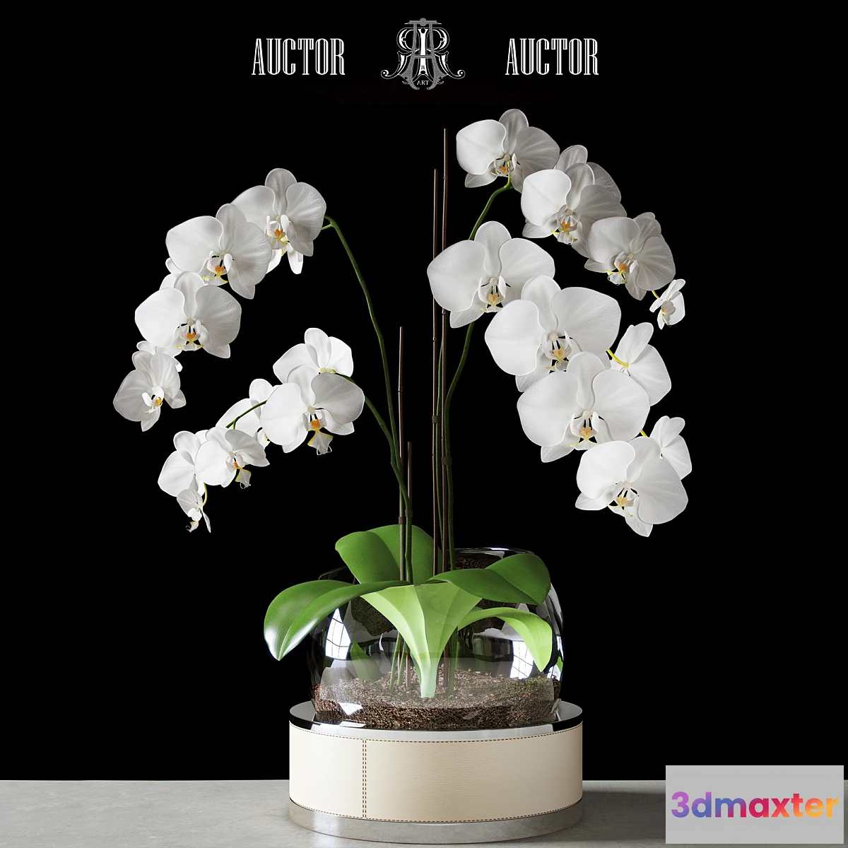 582340 - Orchid ART Auctor