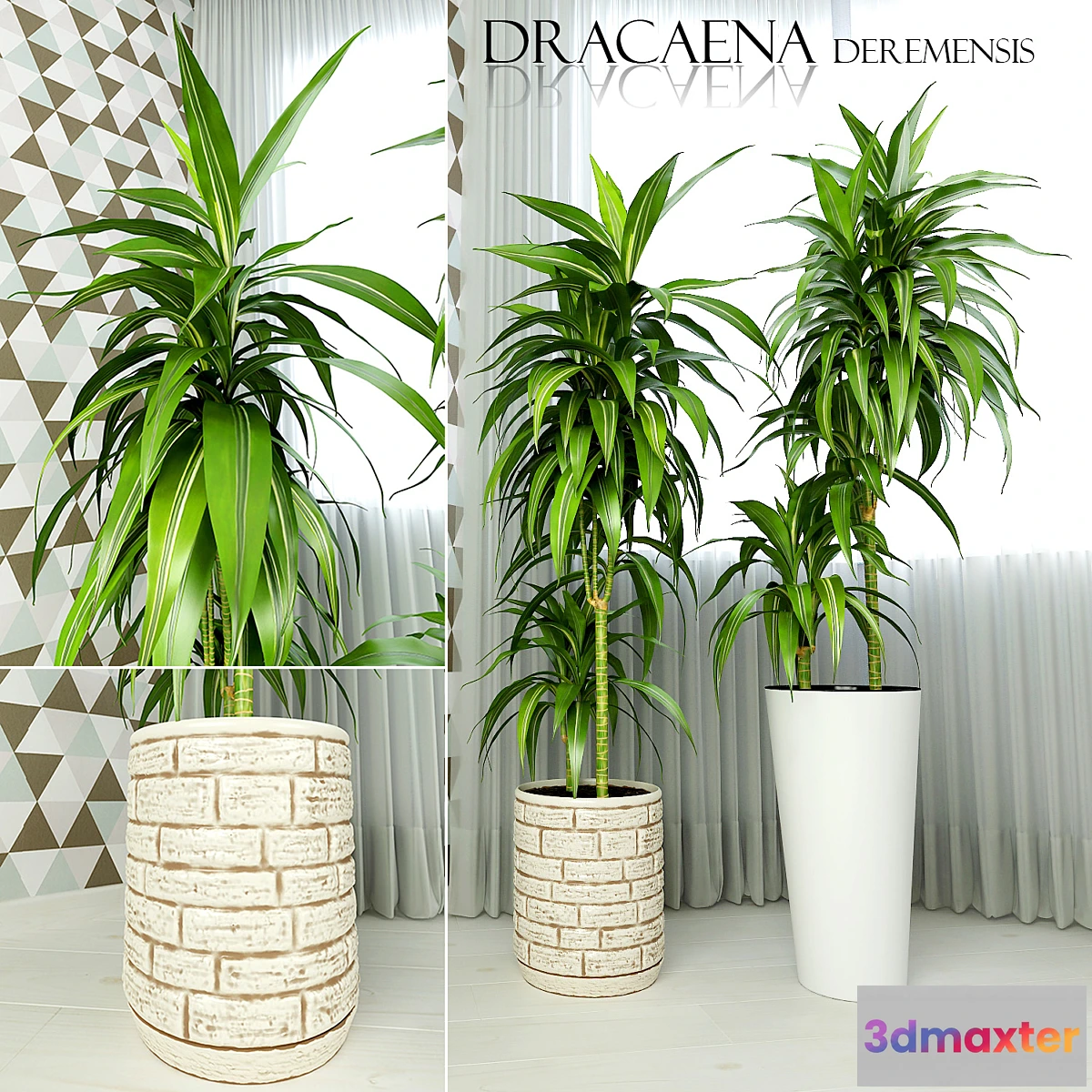 582466 - Dracaena deremensis warnakii ulysses