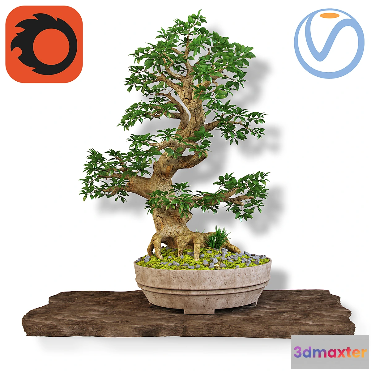 582516 - Bonsai - No.6