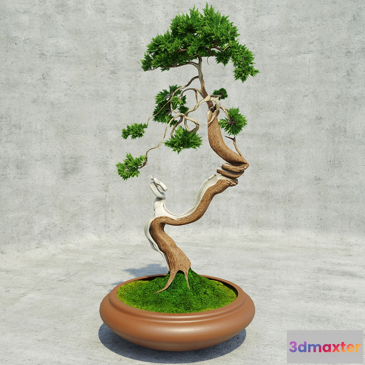 582528 - Bonsai - No.7