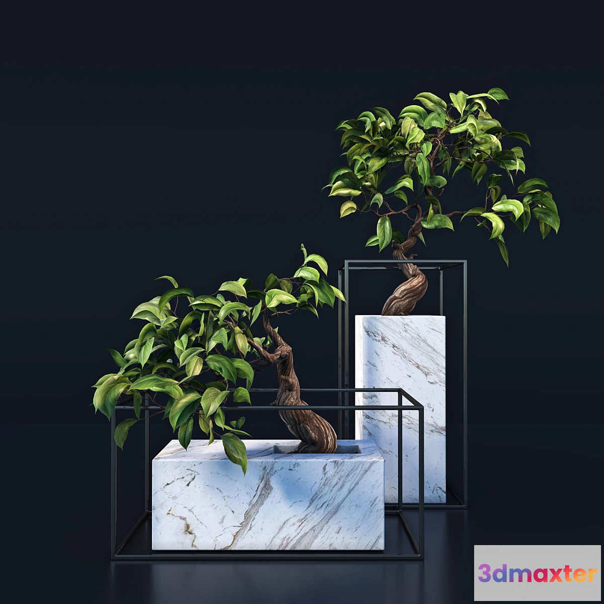 582714 - bonsai Tree
