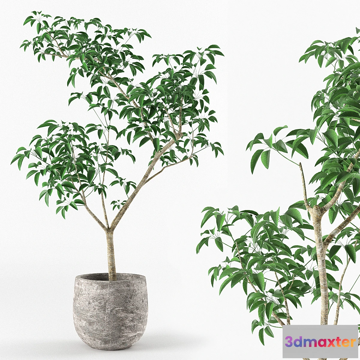 582726 - Small tree in pot