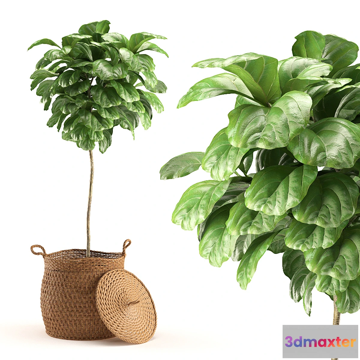 582778 - Plant 011 - Ficus Lyrata