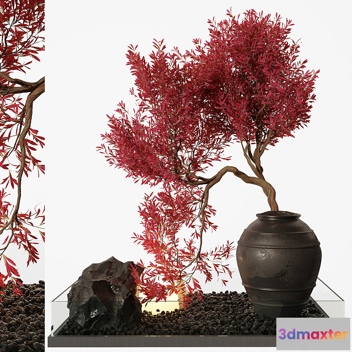 592122 - indoor Plant 253