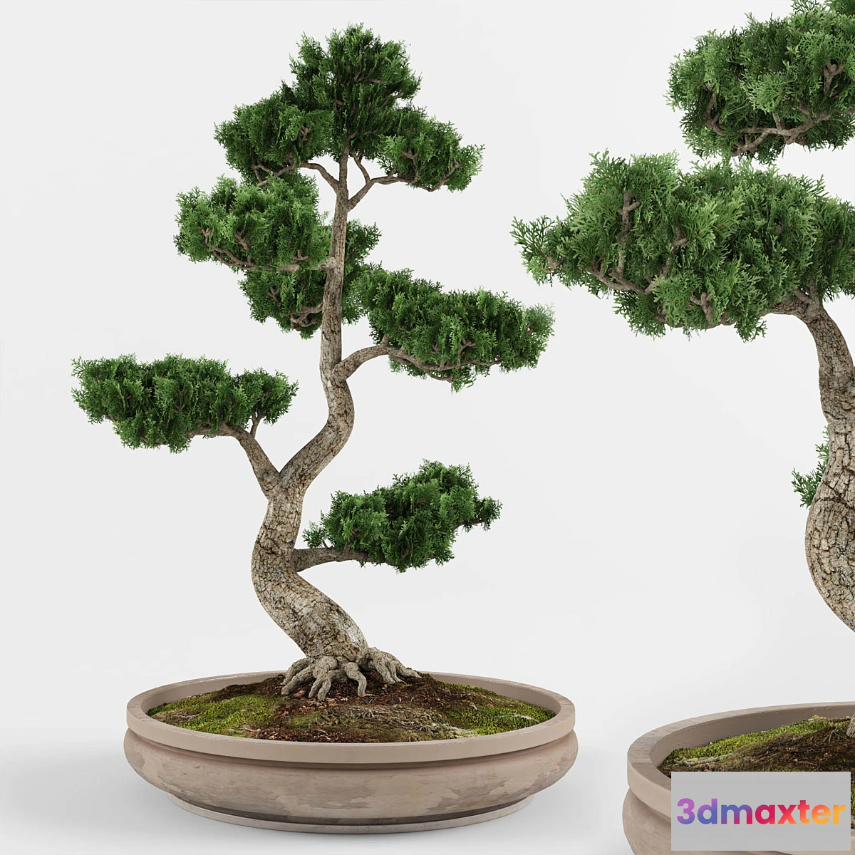 592496 - Bonsai decorative tree 01