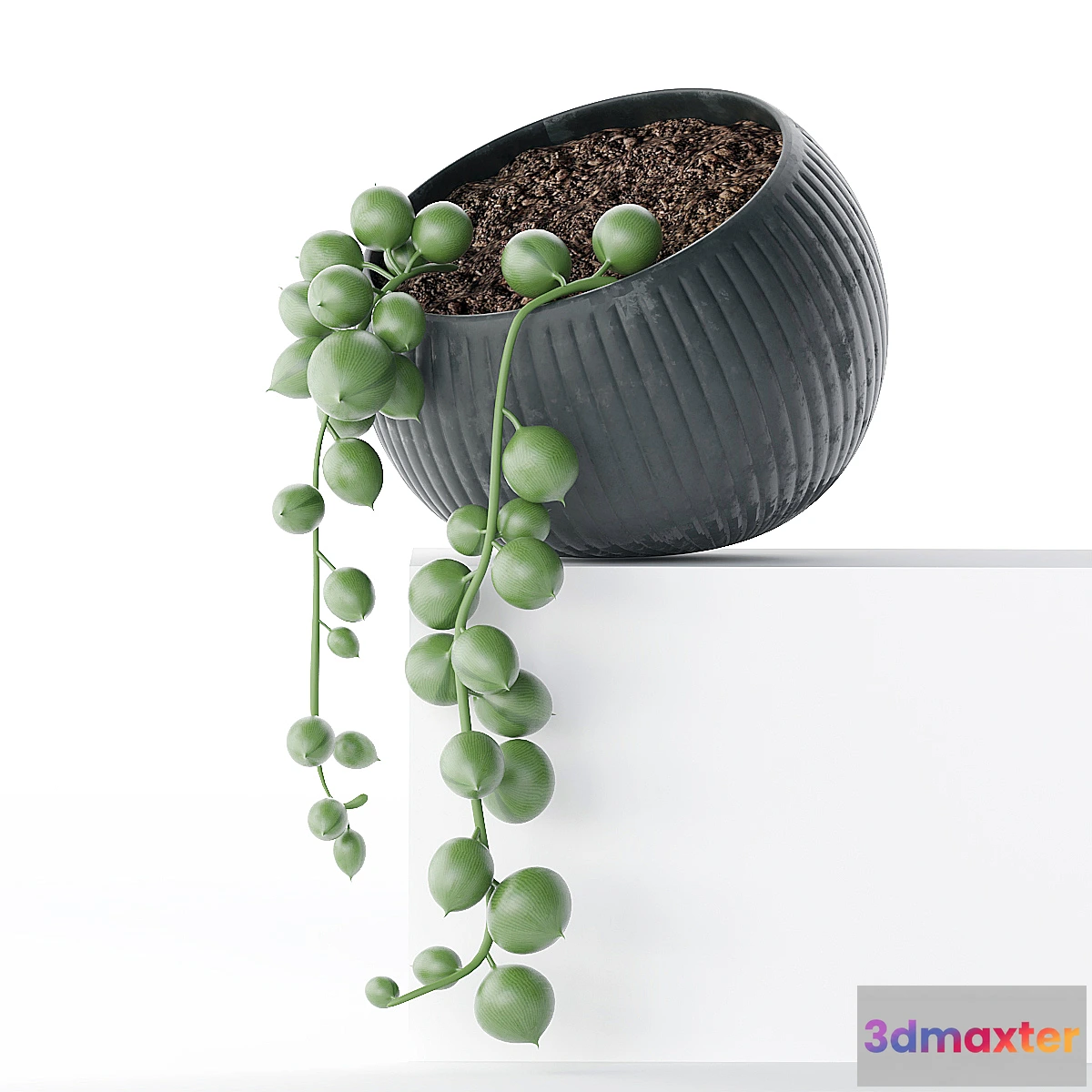 592544 - Houseplant succulents