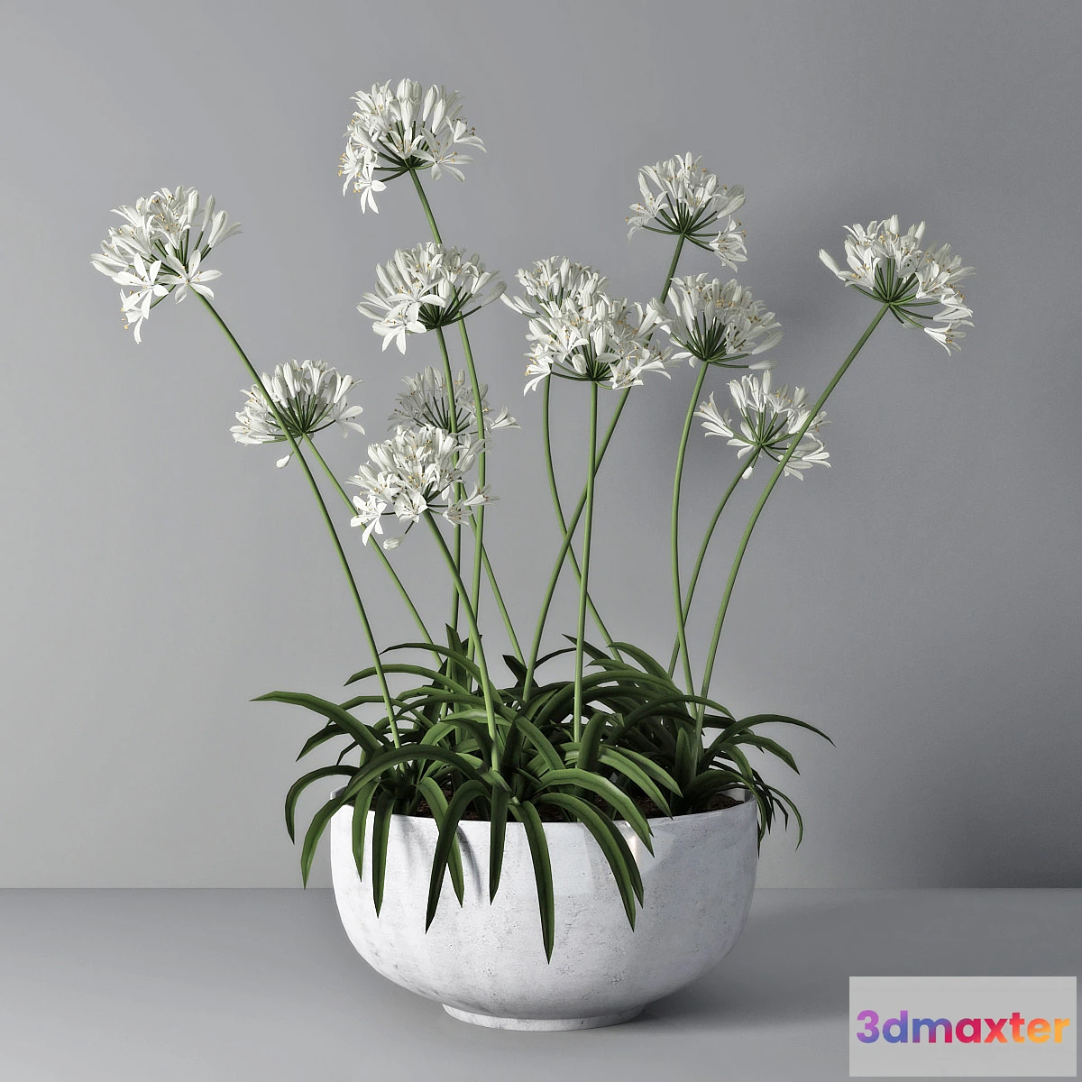 592674 - Agapanthus 02 - No.2