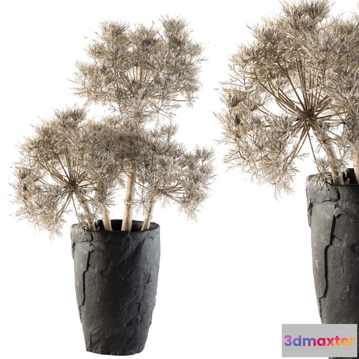 592946 - Dry plants 32 - Dried Plant