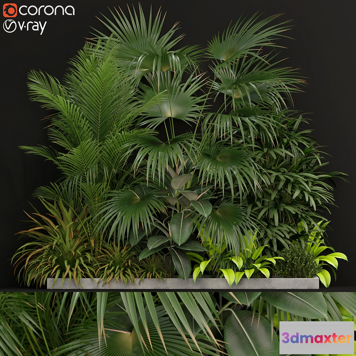 617967 - Plants collection 197