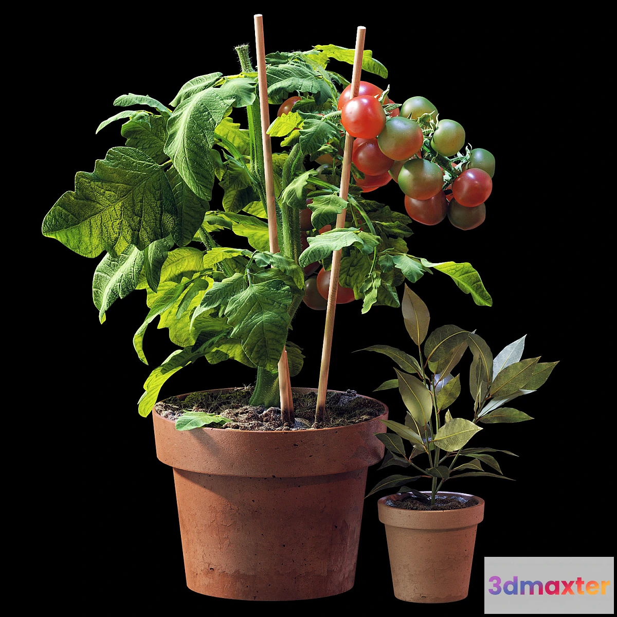 617981 - Plant set 06