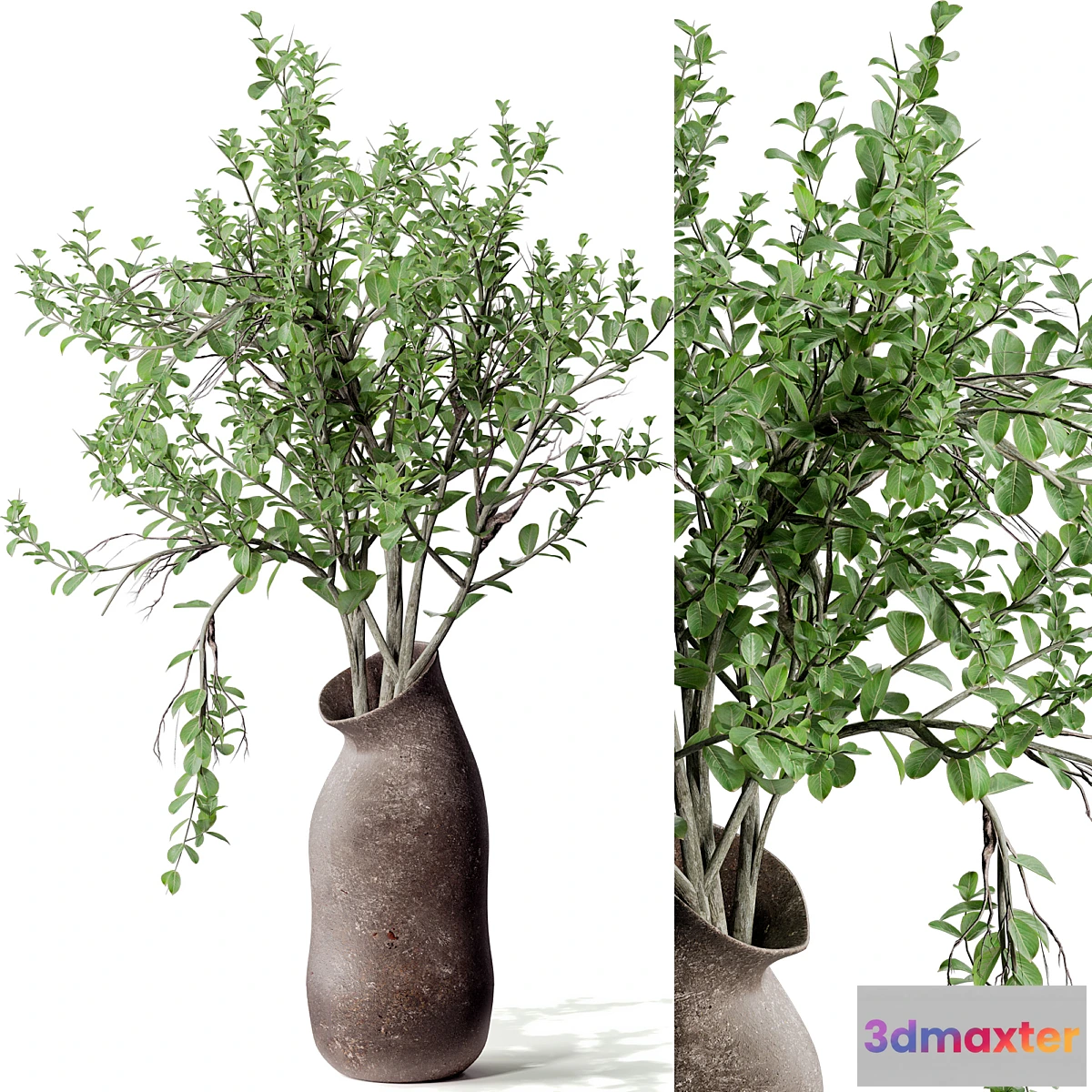 618027 - Indoor plant 02